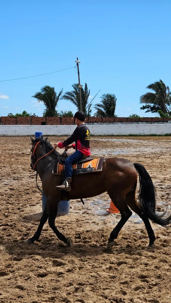 Égua 7 anos | Tambor | Iniciante - Foto 6
