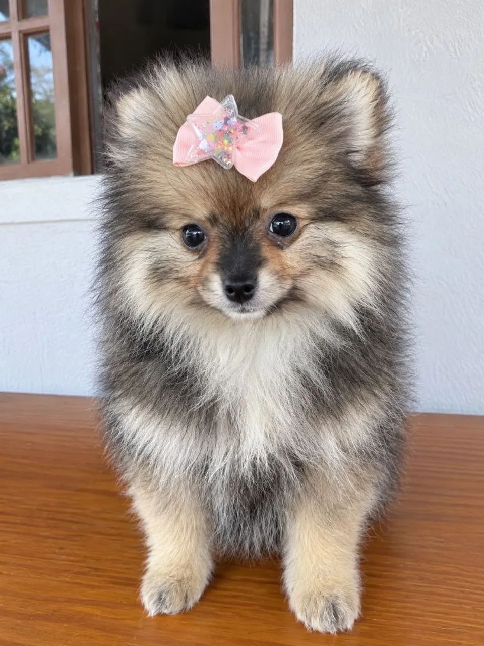 Fêmea de Spitz Alemão 