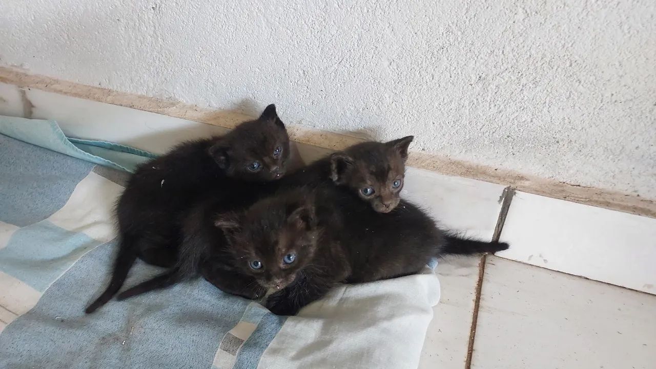 3 gatos filhotes para adoção  - Foto 3