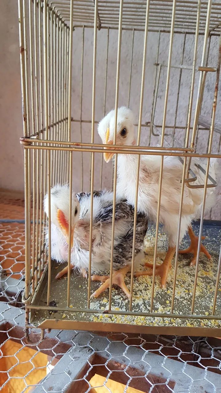 Pintinhos 20 Dias Pescoço Pelado 