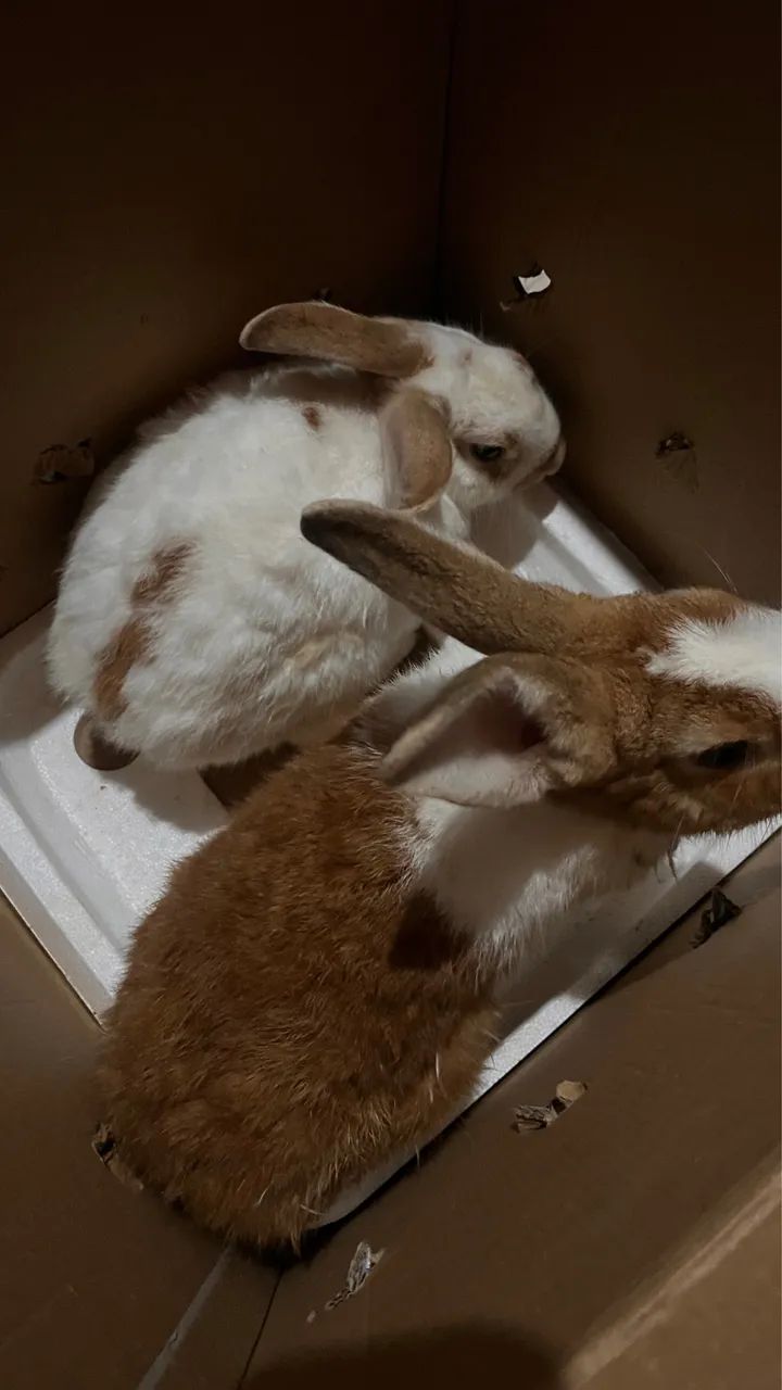 Casal de coelhos 