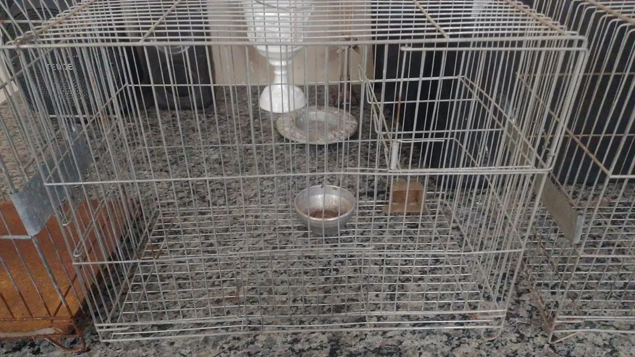 Gaiolas - Foto 2