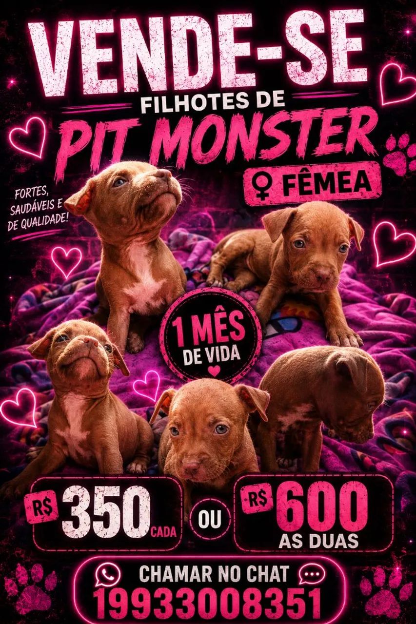 2 filhotes pit monster fêmea 