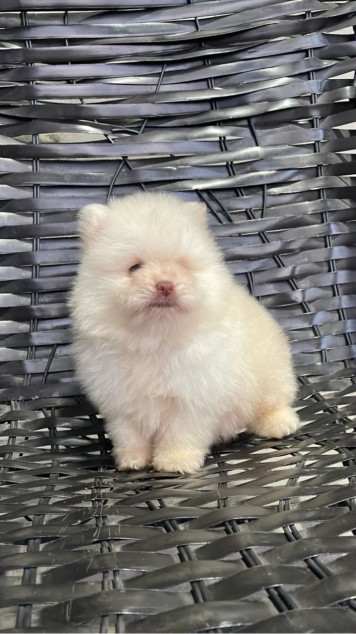 Cachorro - Foto 5