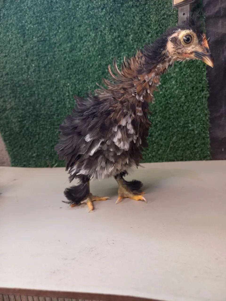 Mini Garnizé modelado  - Foto 2