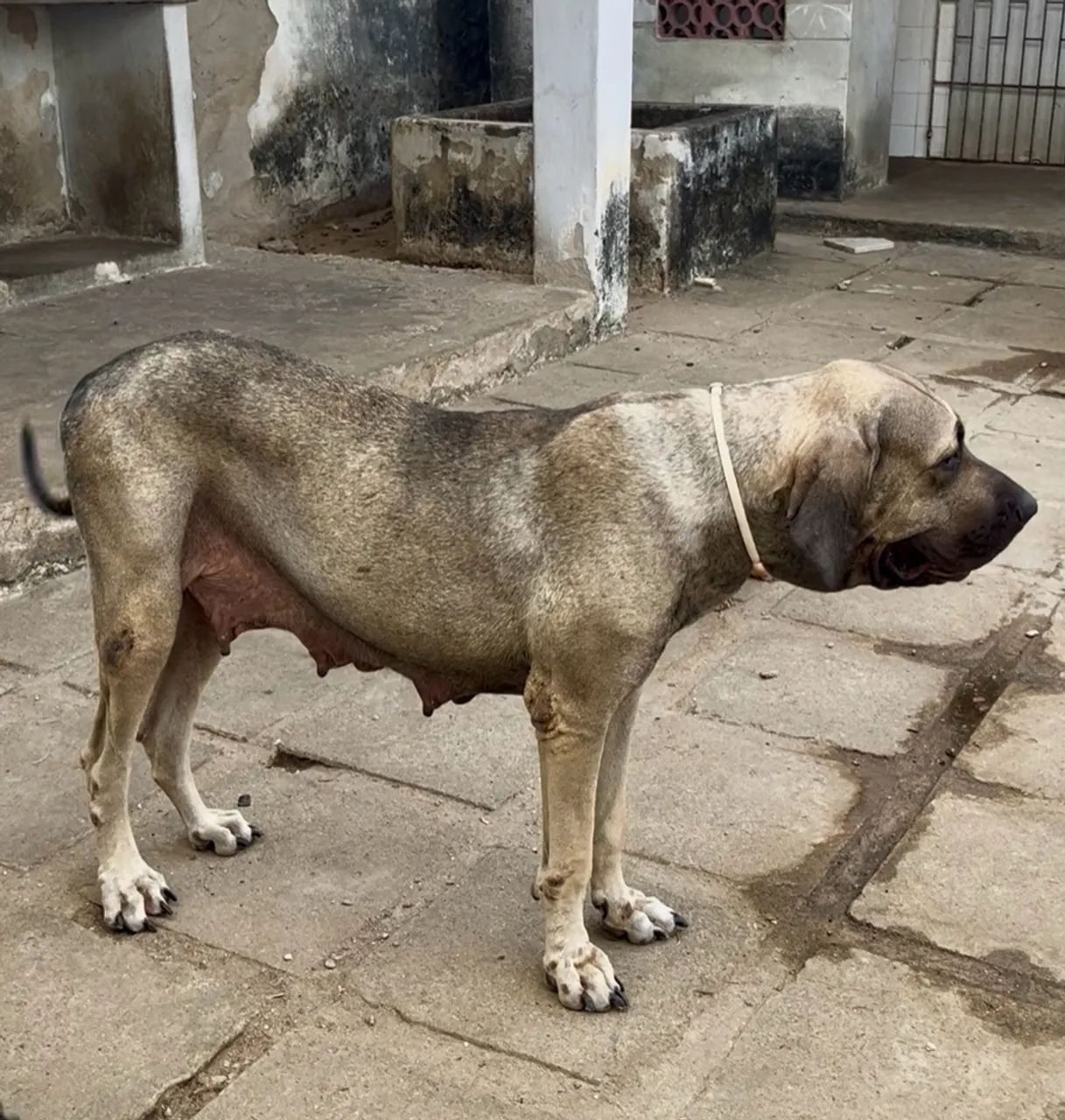 Fila Brasileiro - Foto 5