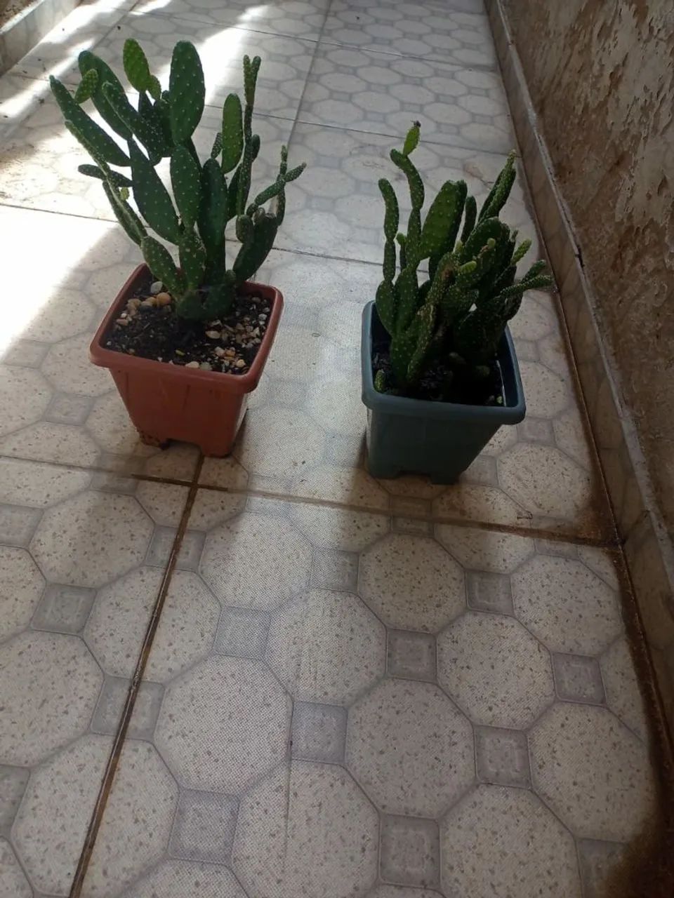 Vendo uma cadeira de rodas, plantinhas e uma galinha com pintinhos de crochê! 9  * - Foto 2
