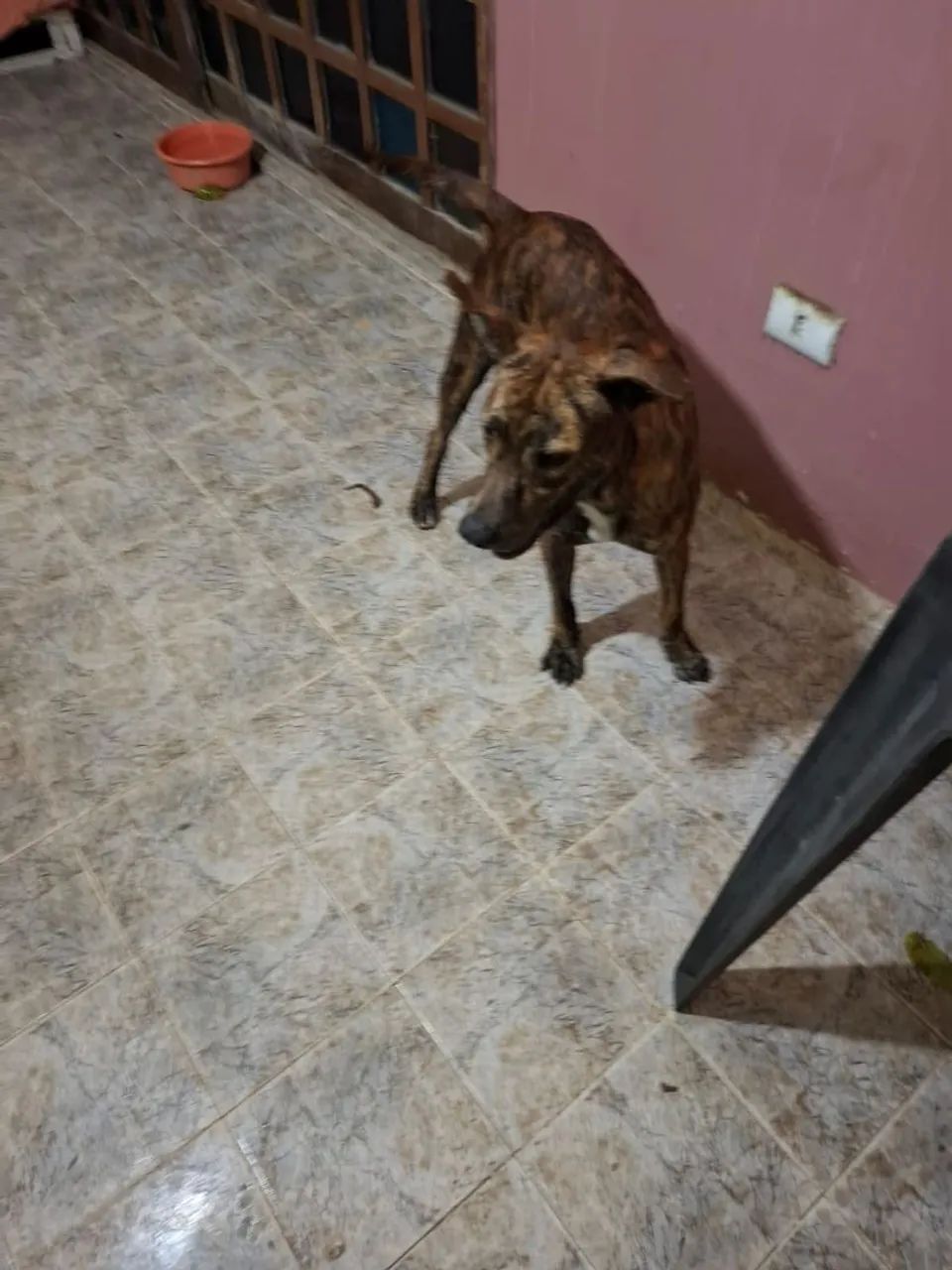 Cachorro para adoção  - Foto 2
