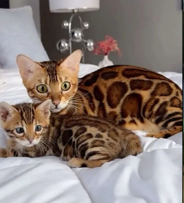 Bengal  - Foto 2