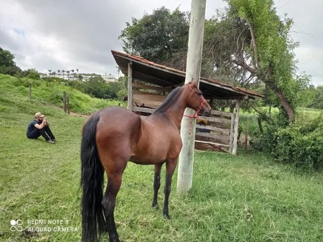 Cavalo - Foto 5