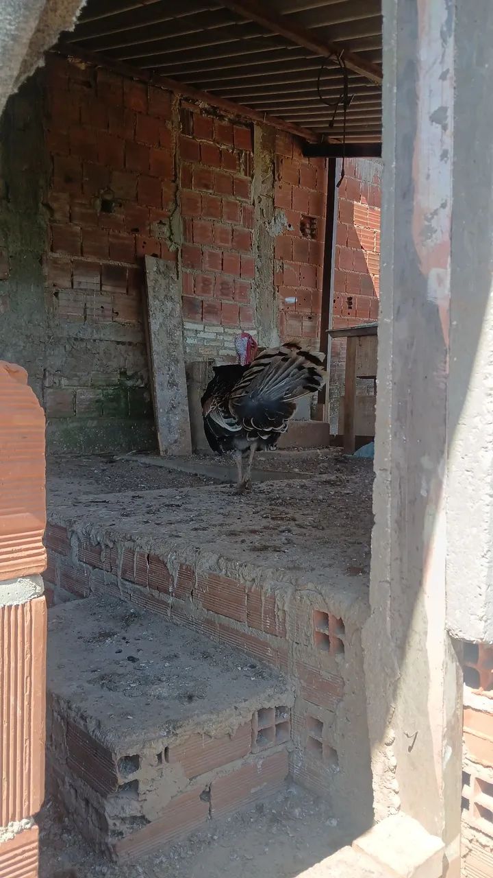 CASAL DE PERU - Foto 3