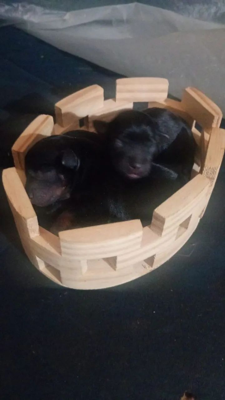Estou vendendo esse pinscher 