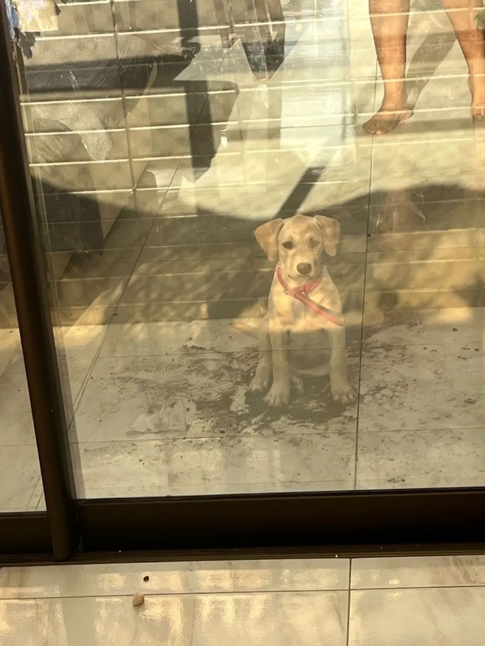 Adoção responsável  - Foto 2