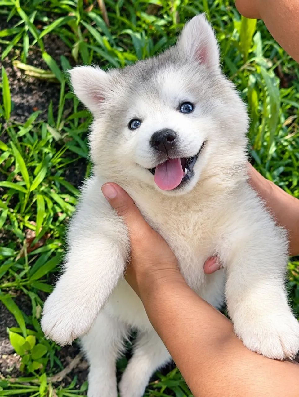 Husky Siberiano - filhotes machos  - Foto 3