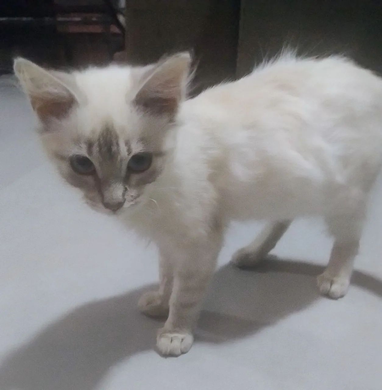 Doação de gatinha - Foto 3