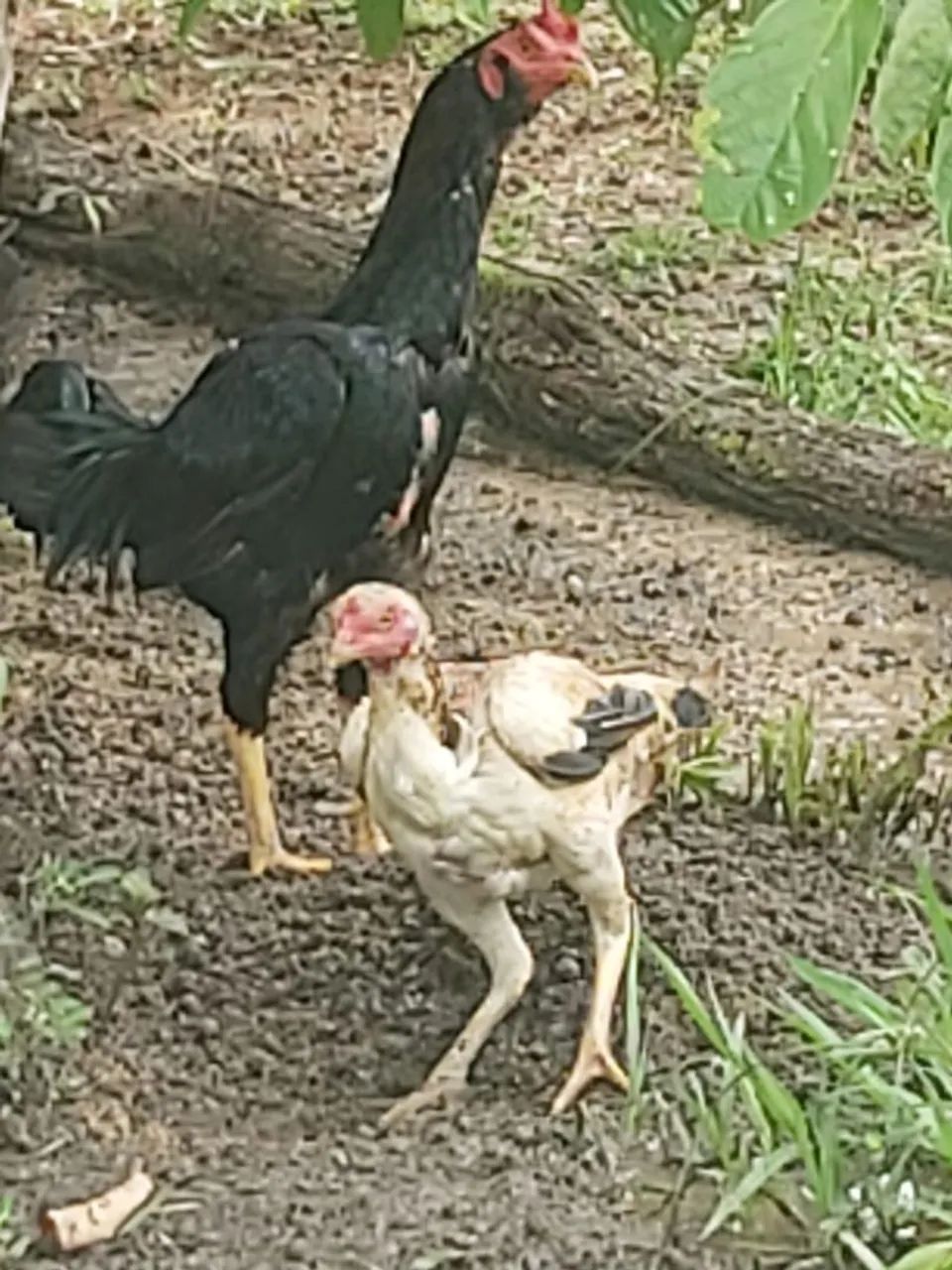 Vendo um galo e uma galinha mestiços (índios). - Foto 3