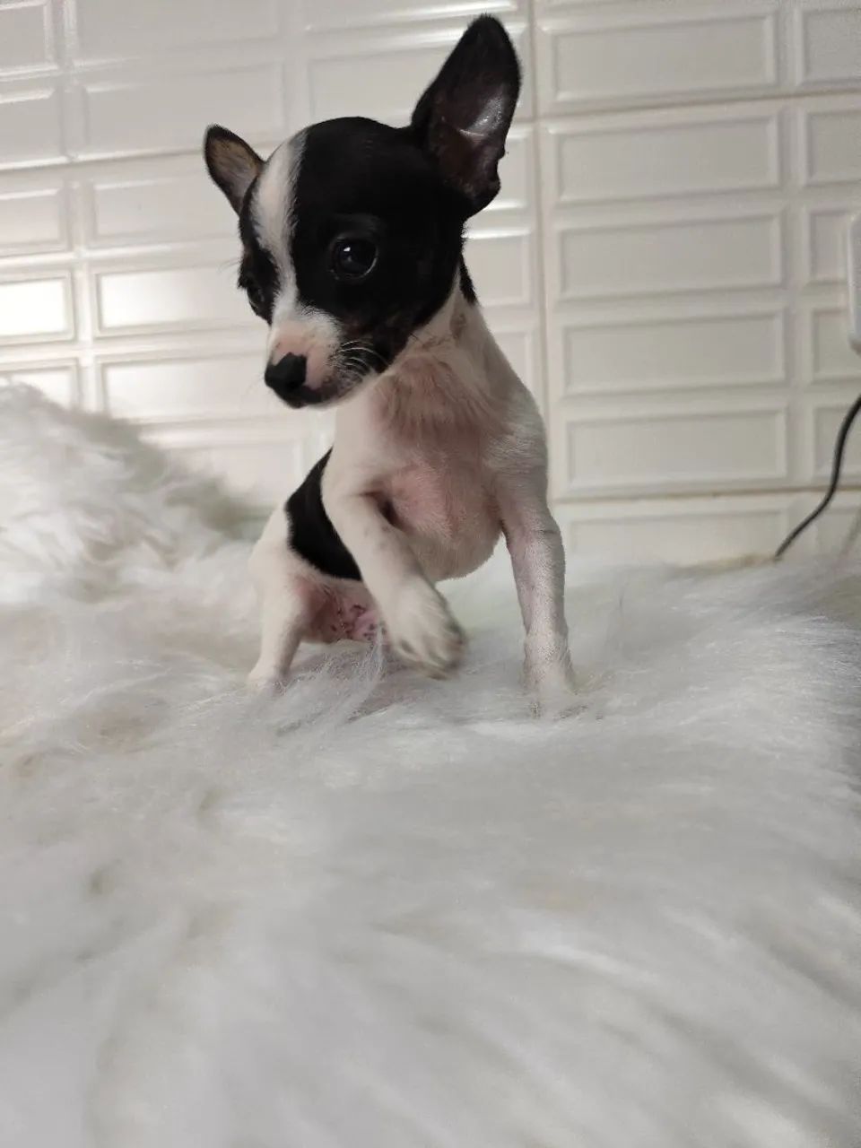 PINSCHER MACHO  - Foto 2