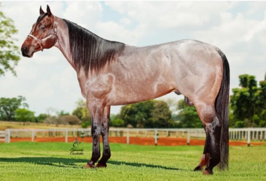 Potra quarto de milha  - Foto 6