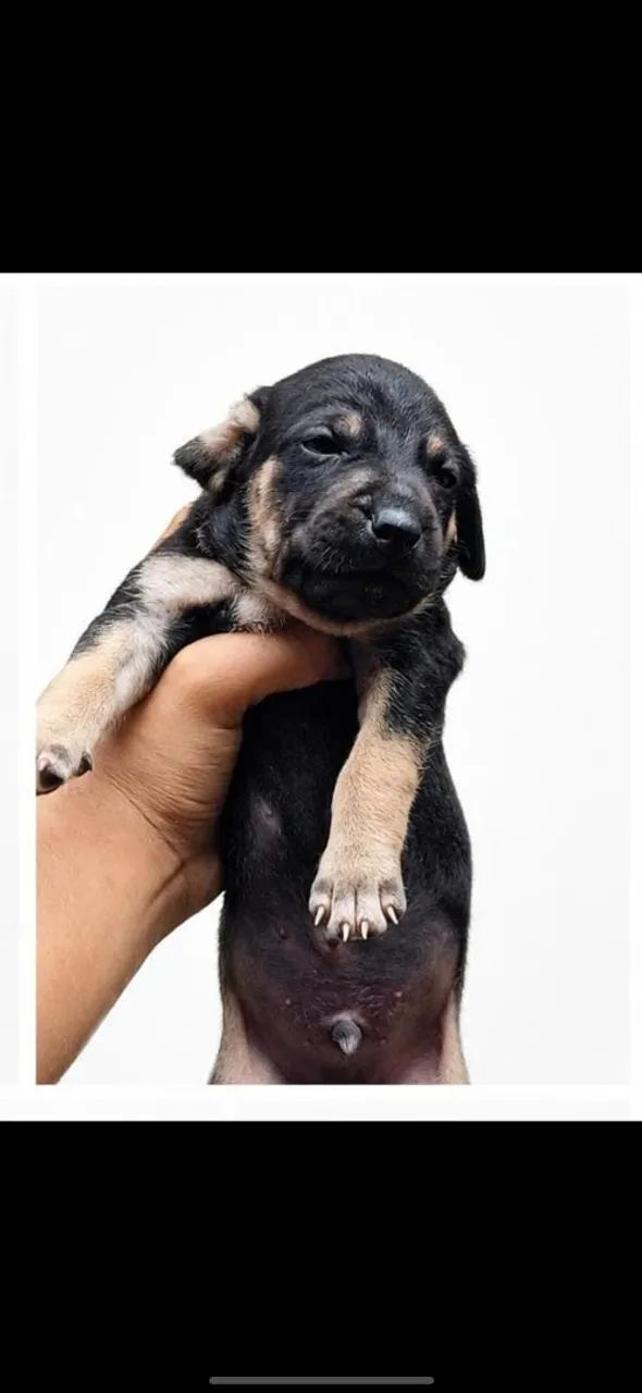 Cachorro - Foto 5