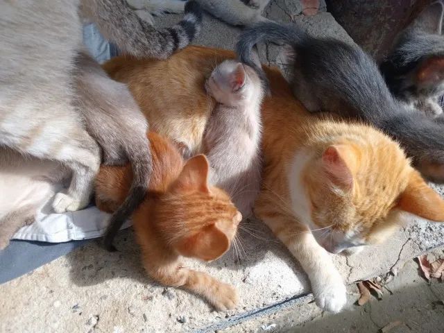 Doação de gatos - Foto 5