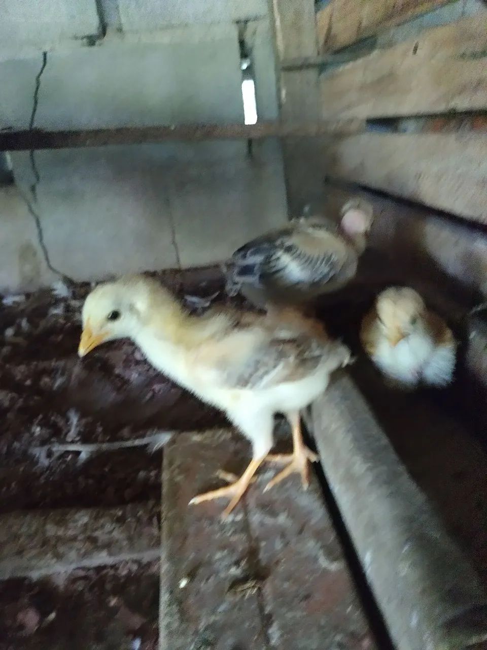 Pintinho caipira  - Foto 4