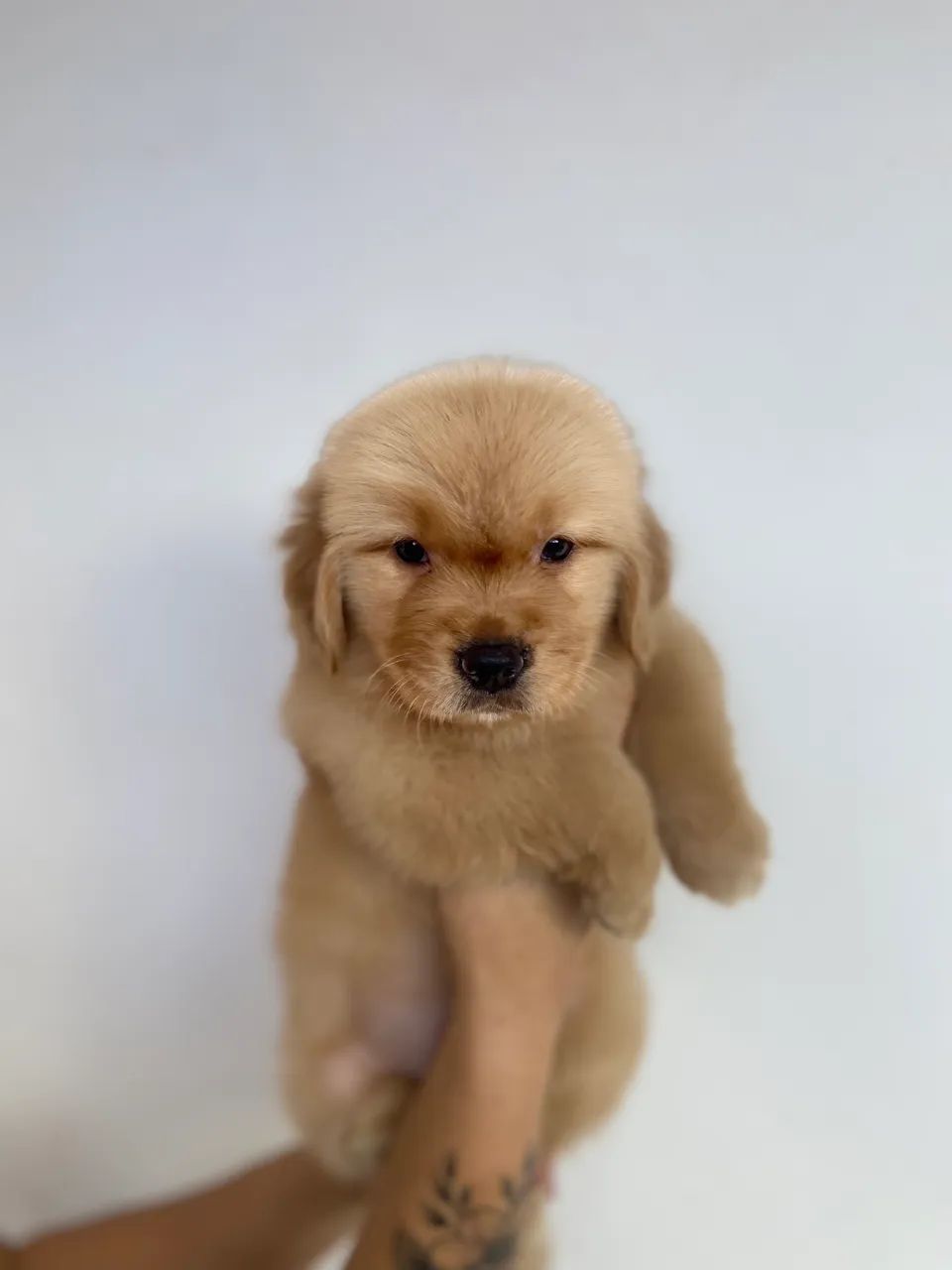 Golden Retriever  - Foto 3