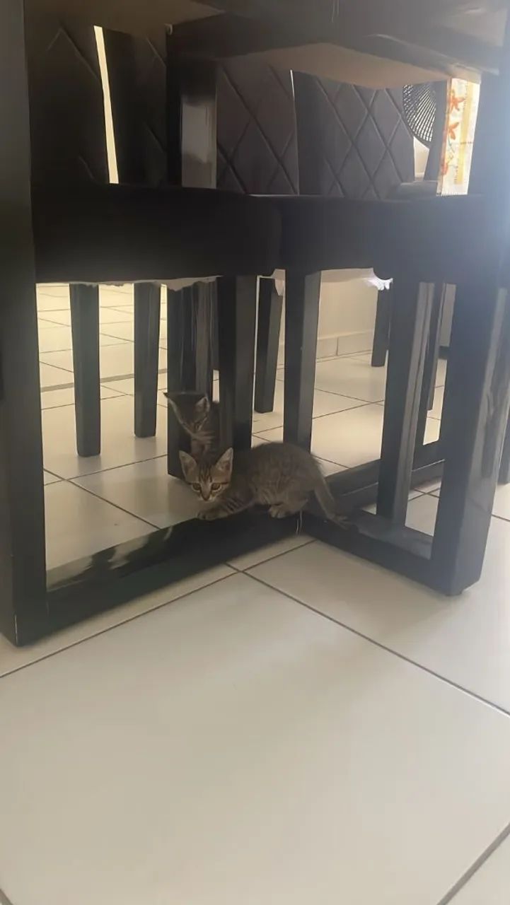 Gata  - Foto 4