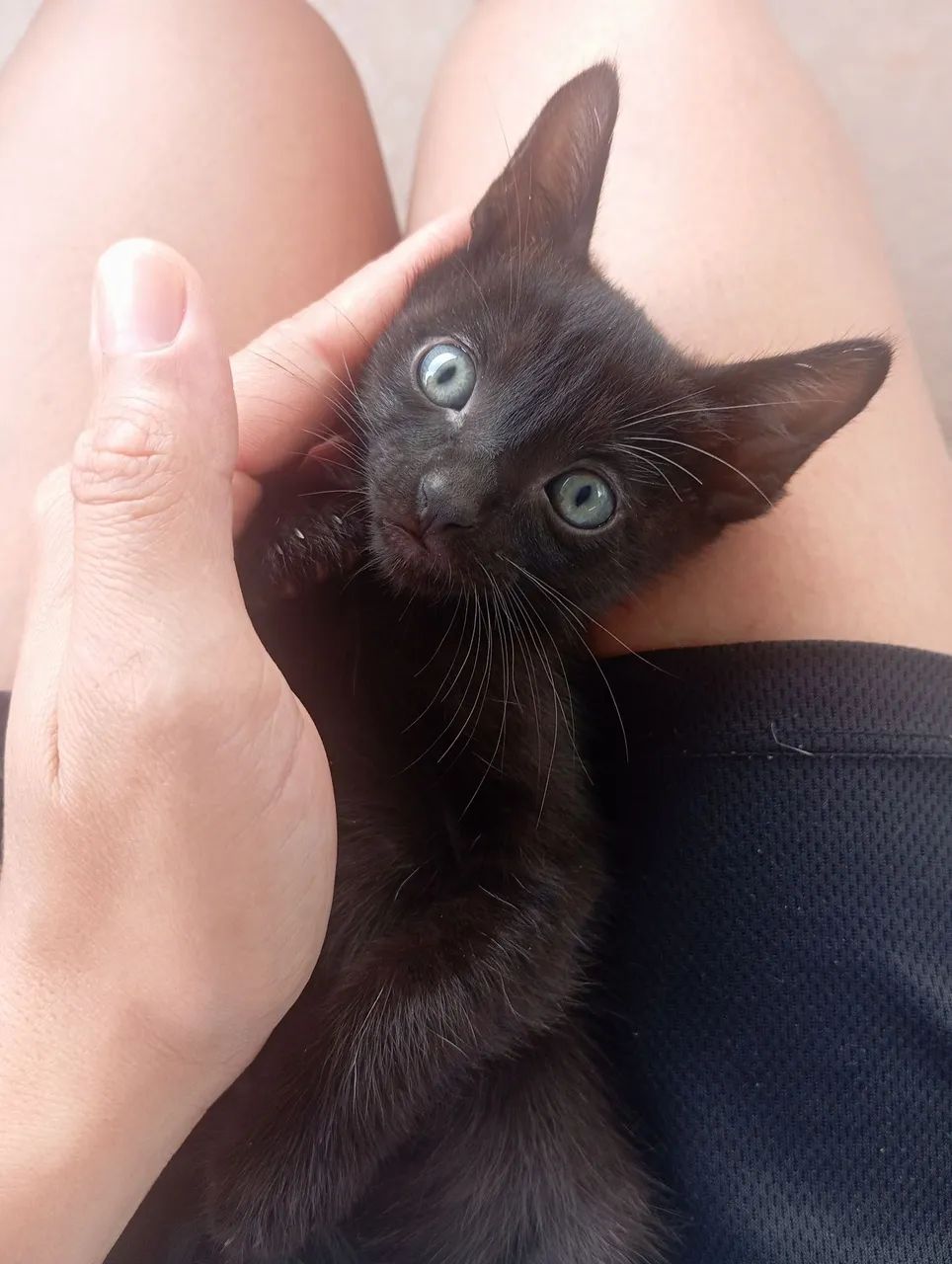 DOAÇÃO responsável de GATINHA(Sarandi-PR)