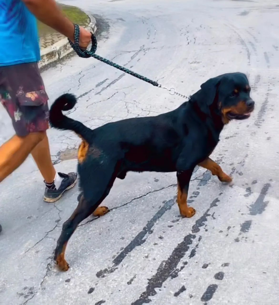 Filhotes de Rottweiler disponíveis 