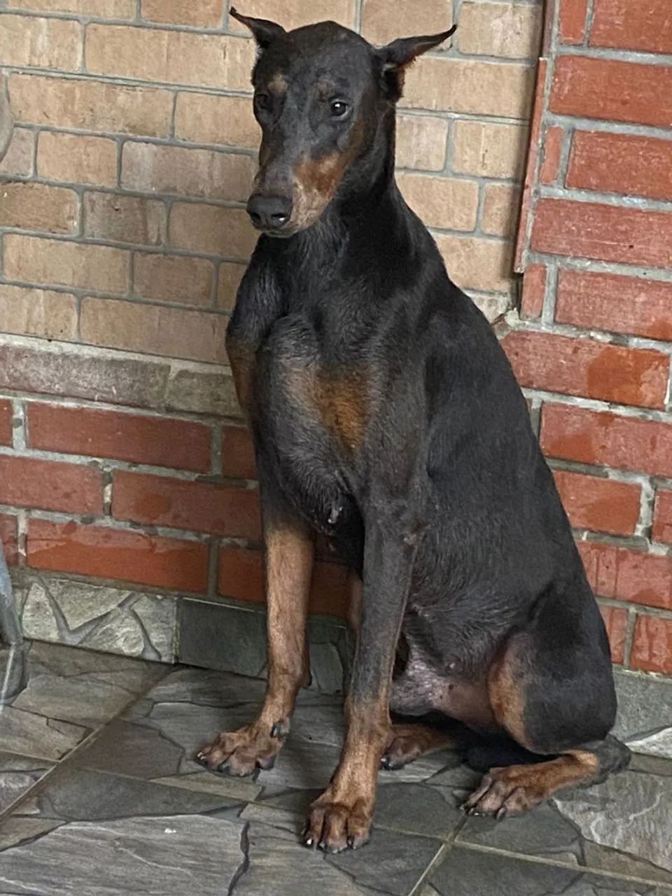 Doberman  - Foto 3