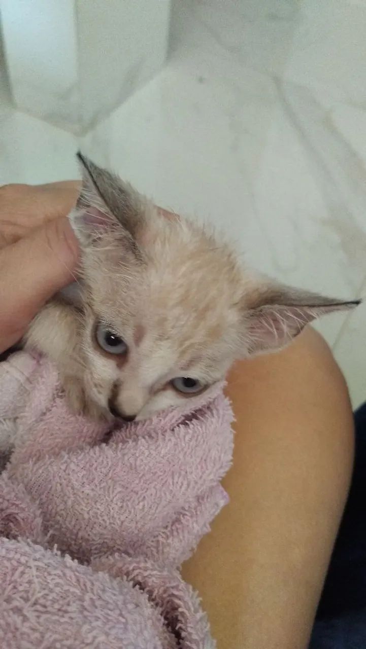 Doação de gato!!! - Foto 5