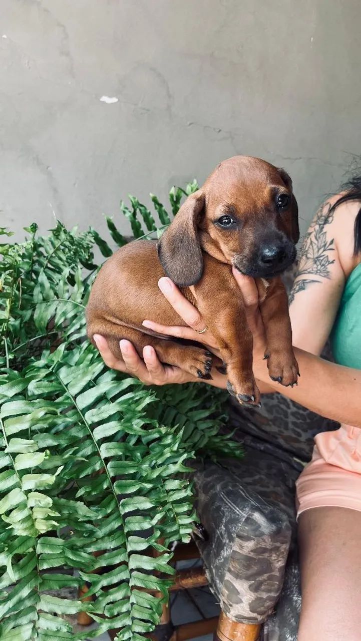 Filhotes dachshund macho - Foto 3