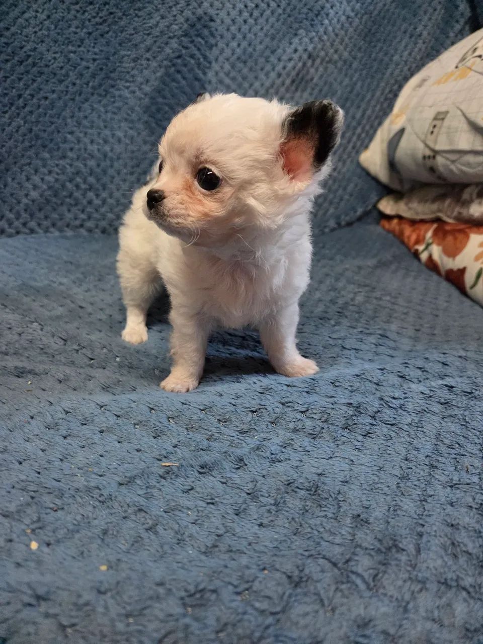 Filhote chihuahua  - Foto 2