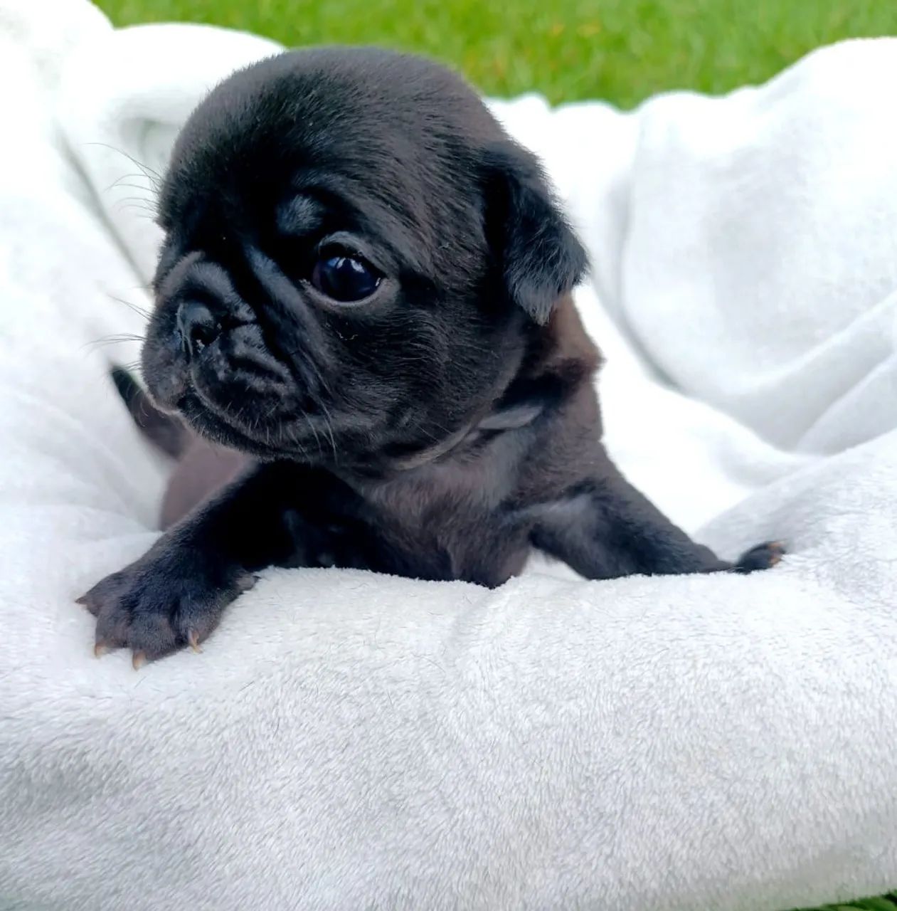 Pug macho  - Foto 2