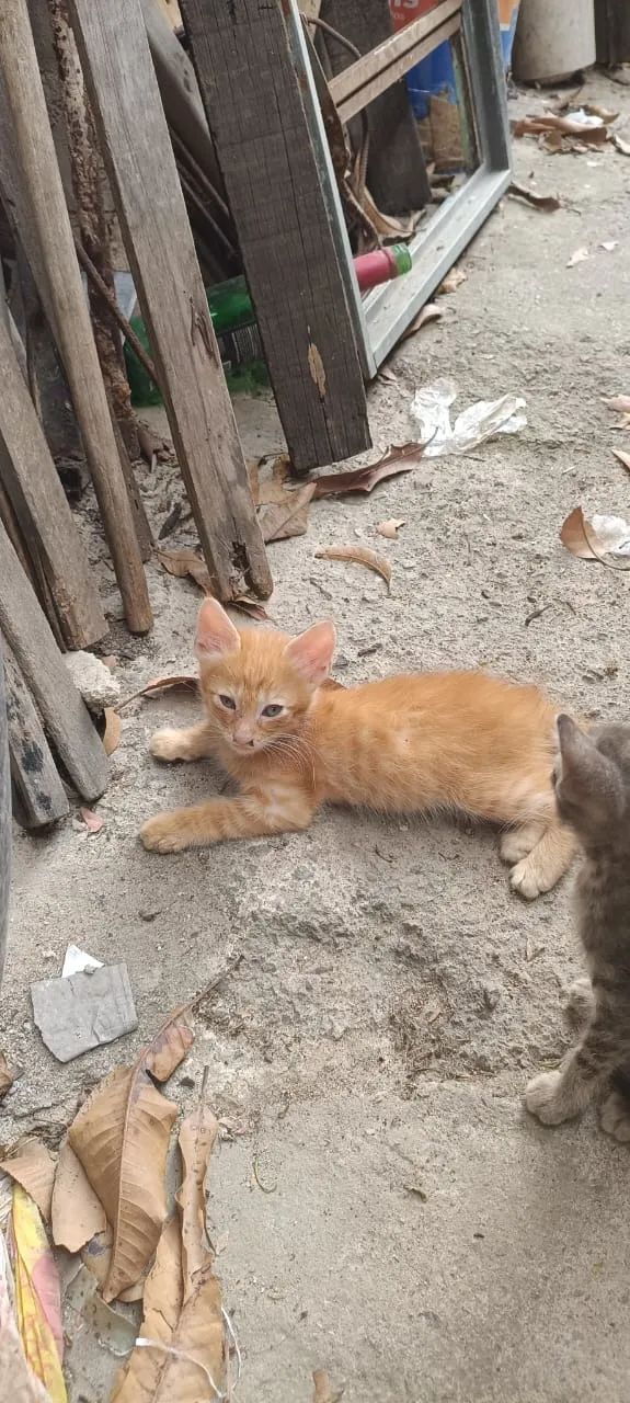 Doação de gatos - Foto 4