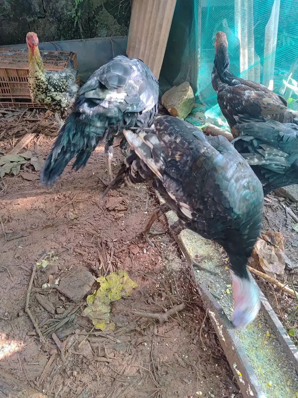 Vende se perus adultos e filhotes  - Foto 2
