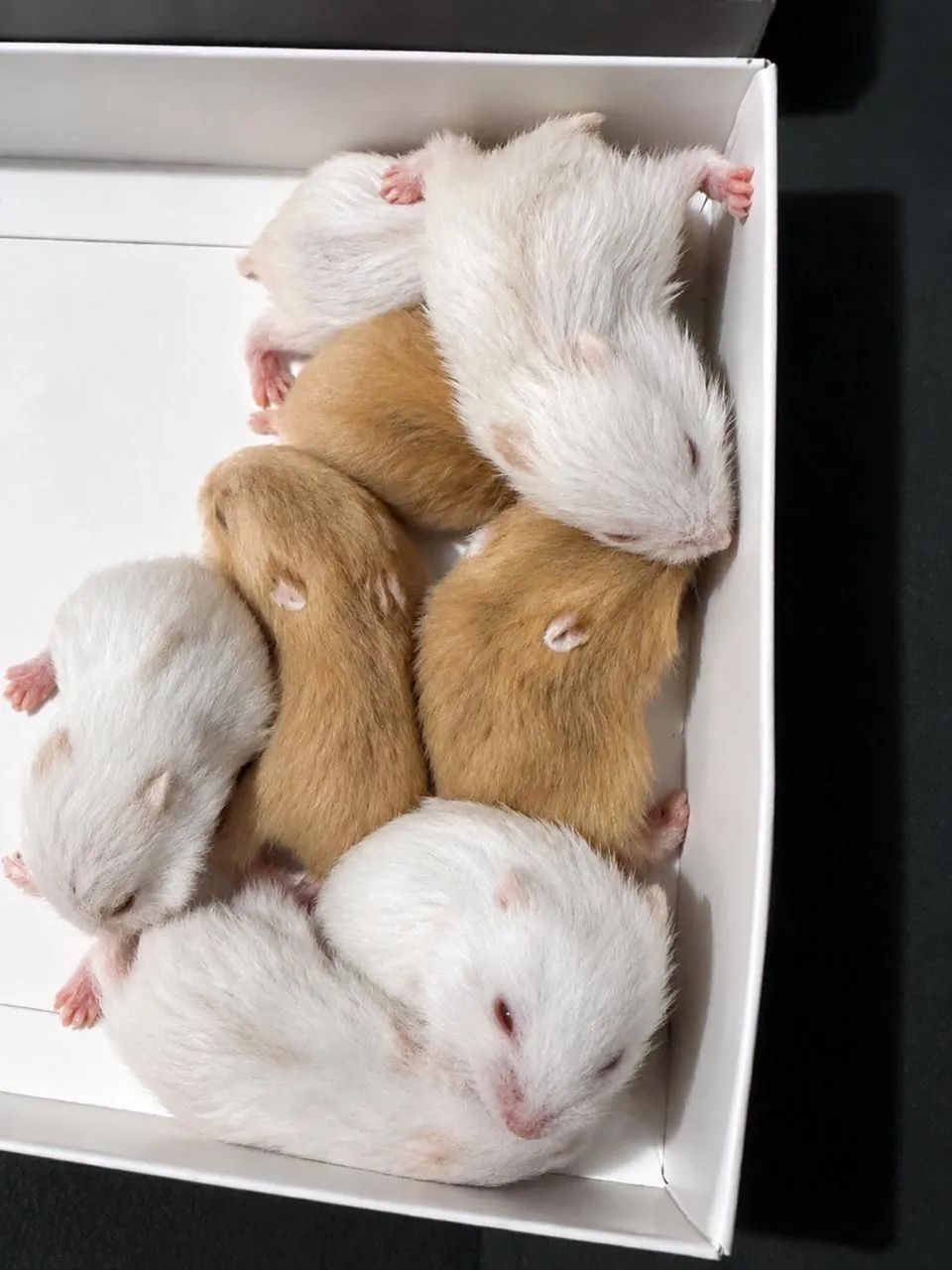 Hamster anão russo  - Foto 3