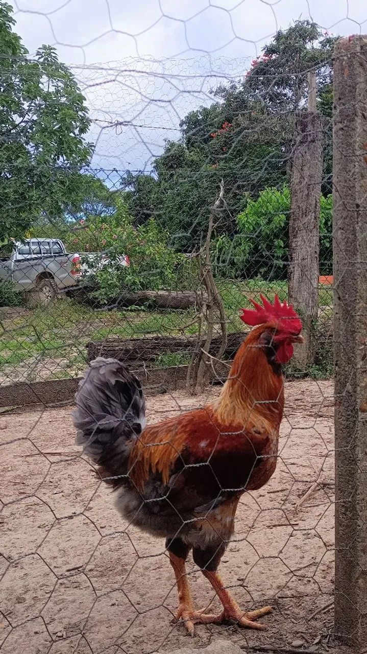 Frango GSB - Caipira Melhorado 
