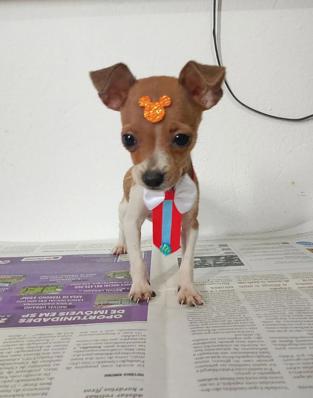Pinscher zero 