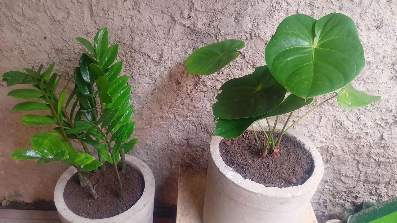 Planta 