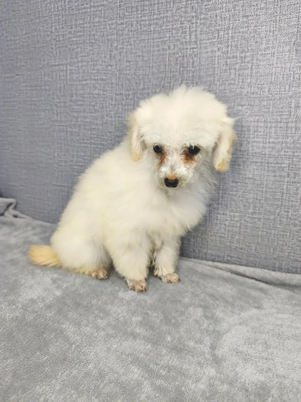 Poodle