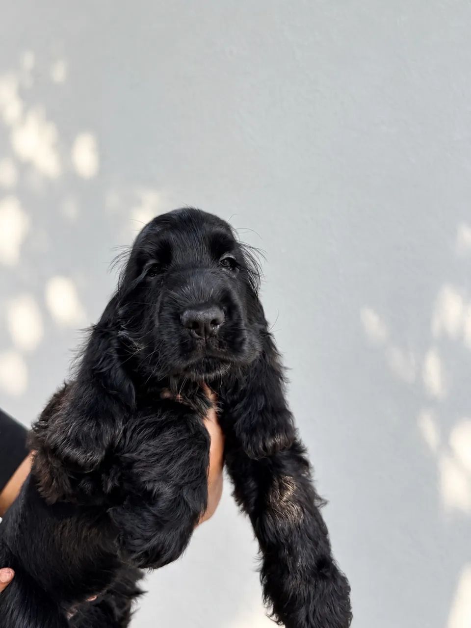 Último filhote Cocker Spaniel Inglês - Macho  - Foto 2