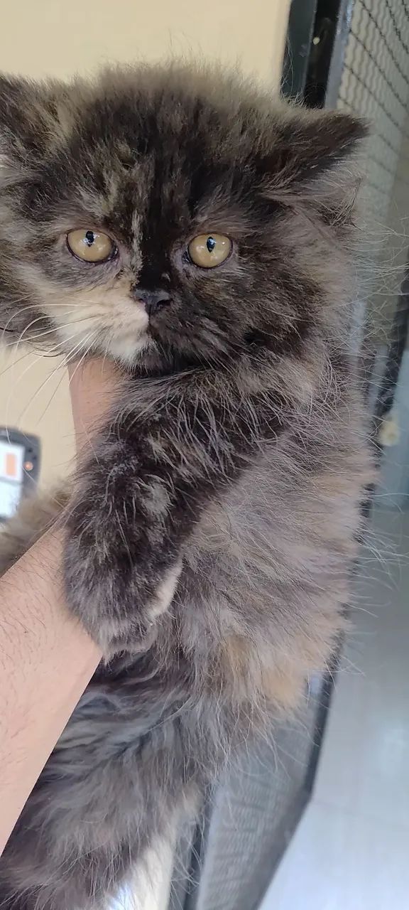 Persa a pronta entrega com 3 mês  - Foto 2