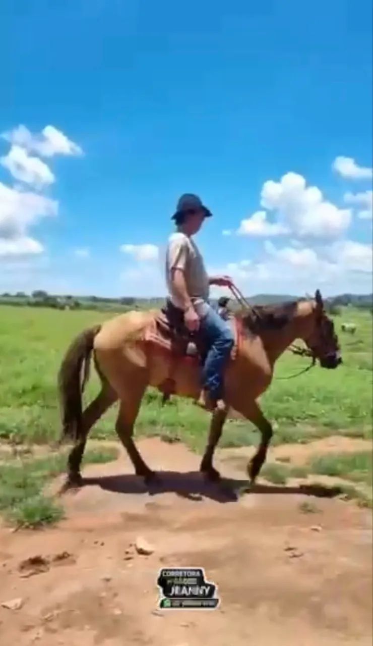 CAVALO MACHADOR  - Foto 2