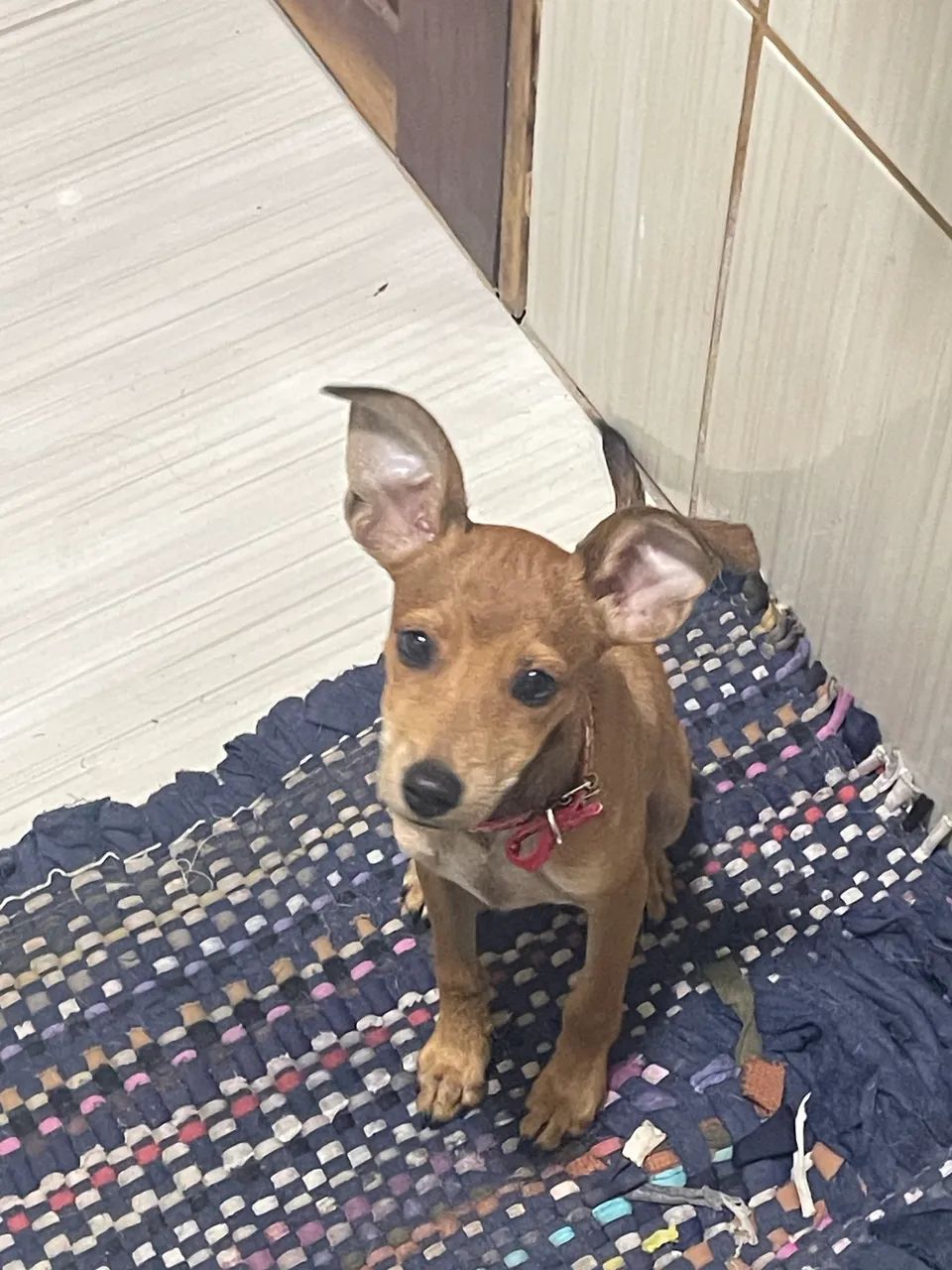 Cachorro pra adoção  - Foto 2