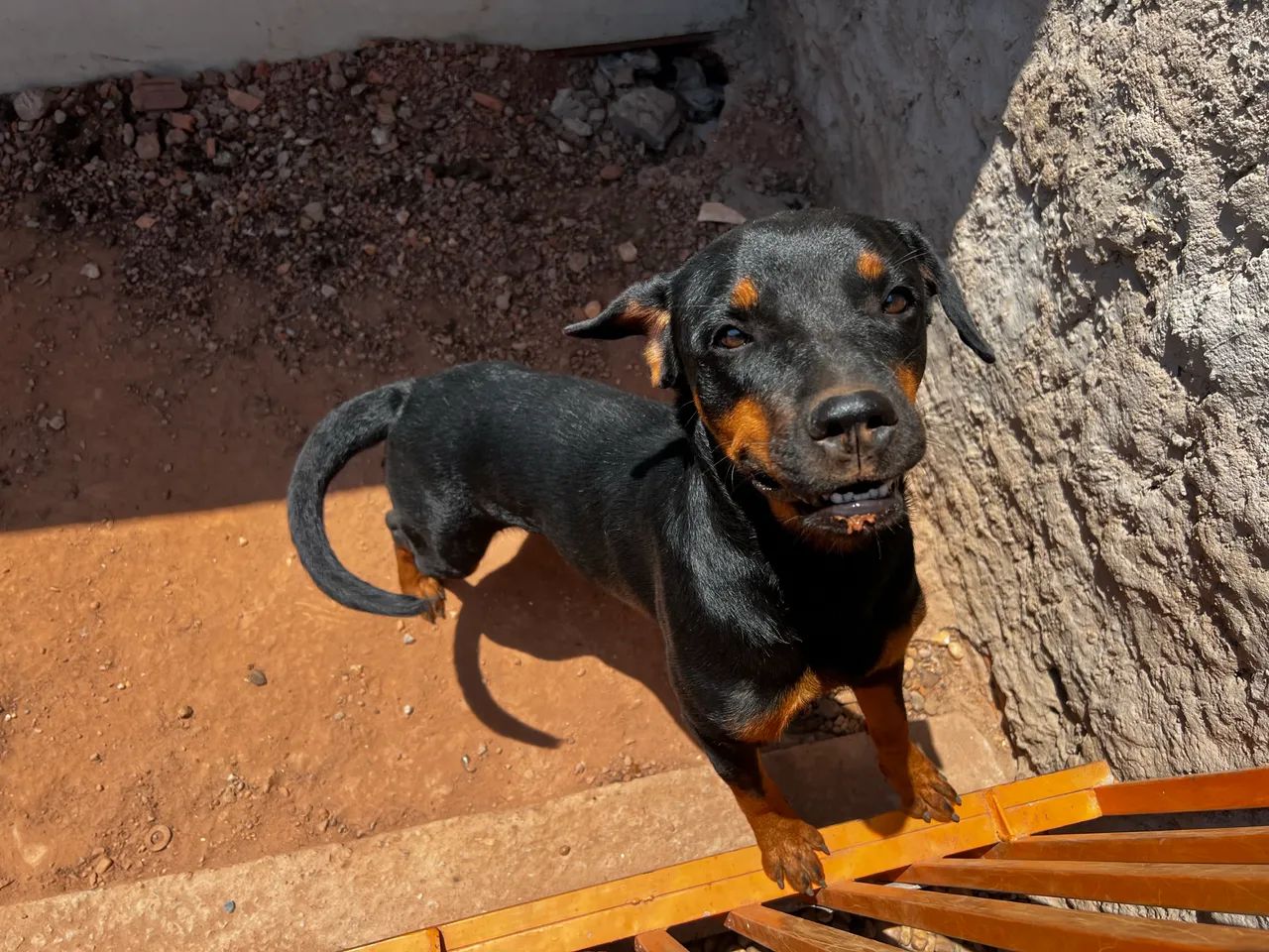 Vendo cadela Rottweiler  - Foto 2