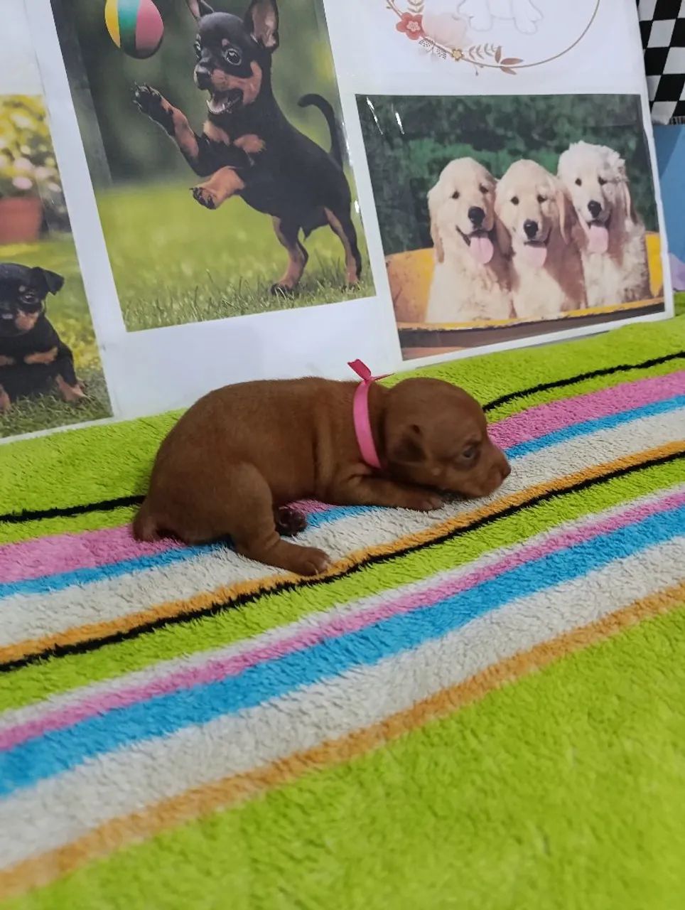 Pinscher miniaturas - Foto 5