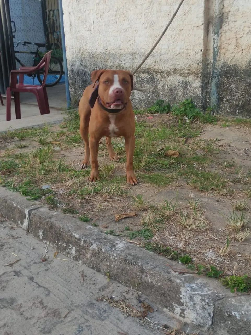 Filhotes de Pitbull  - Foto 5