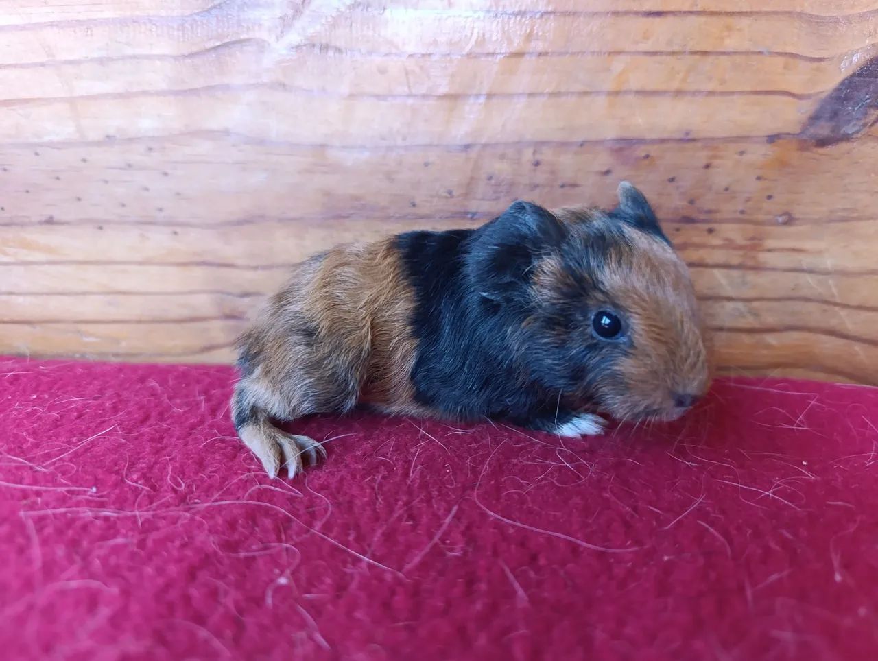 Porquinhos da Índia! - Foto 3