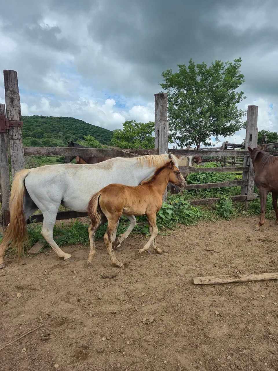Egua com potra ao pé  - Foto 3